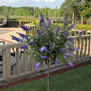 Buddleia Tree True Blue